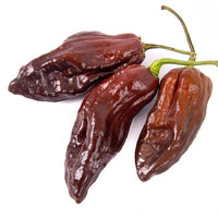 Chocolate Bhutlah Pepper Seeds, Caution Hot Garden Vegetables