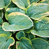 Hosta - Christmas Tree - 3 Live Roots