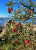 Lycium carolinianum, Christmasberry Shrub - Live Plant
