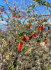 Lycium carolinianum, Christmasberry Shrub - Live Plant