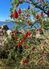 Lycium carolinianum, Christmasberry Shrub - Live Plant