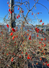 Lycium carolinianum, Christmasberry Shrub - Live Plant
