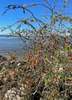 Lycium carolinianum, Christmasberry Shrub - Live Plant