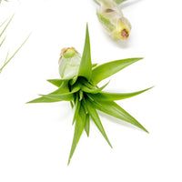 SALE - The Inca Collection of Tillandsia Air Plants - Sets of 9 or 18 - 30% Off