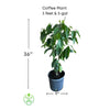 Coffea arabica Shrub Or Small Tree, Live Coffee Plant