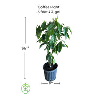 Coffea arabica Shrub Or Small Tree, Live Coffee Plant