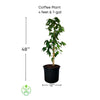 Coffea arabica Shrub Or Small Tree, Live Coffee Plant