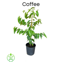 Coffea arabica Shrub Or Small Tree, Live Coffee Plant