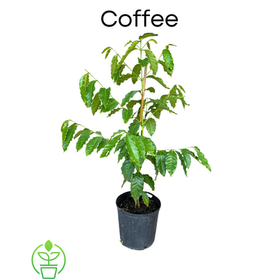 Coffea arabica Shrub Or Small Tree, Live Coffee Plant