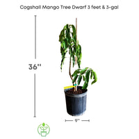 Mangifera indica 'Cogshall' Dwarf Mango Tree, Live Grafted Fruit Plant