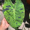 Colocasia 1 Bulb - Mojito By Easy To Grow Bulbs