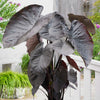 Colocasia 1 Bulb - Diamond Head By Easy To Grow Bulbs