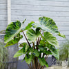 Colocasia 1 Bulb - Mojito By Easy To Grow Bulbs