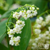 Convallaria Prolificans Lily of the Valley - Double White - 5 Flowering Size Pips