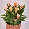 Calla 3 Rhizomes - Coral Passion By Easy To Grow Bulbs