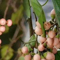 Cordia dichotoma 8 Stones / Seeds, Indian or Clammy Edible Cherry Fruit Tree Shrub