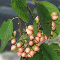 Cordia dichotoma 8 Stones / Seeds, Indian or Clammy Edible Cherry Fruit Tree Shrub