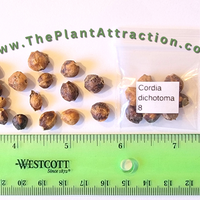 Cordia dichotoma 8 Stones / Seeds, Indian or Clammy Edible Cherry Fruit Tree Shrub