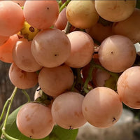 Cordia dichotoma 8 Stones / Seeds, Indian or Clammy Edible Cherry Fruit Tree Shrub