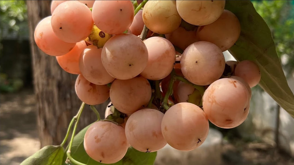 Cordia dichotoma 8 Stones / Seeds, Indian or Clammy Edible Cherry Fruit Tree Shrub