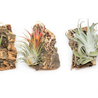 Cork Bark Chunk Display with Assorted Tillandsia Air Plant - Approximately 2 x 4 Inches