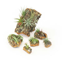 Medium Cork Bark Display with Mini Tillandsia Xerographica