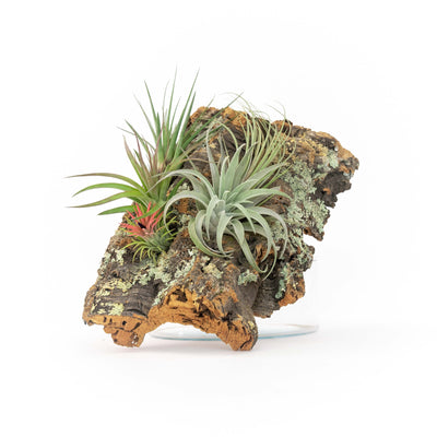 Medium Cork Bark Display with 4 Tillandsia Air Plants & Waterproof Glue