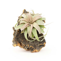 Medium Cork Bark Display with Mini Tillandsia Xerographica
