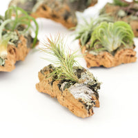 Cork Bark Chunk Display with Assorted Tillandsia Air Plant - Approximately 2 x 4 Inches