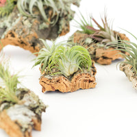 Cork Bark Chunk Display with Assorted Tillandsia Air Plant - Approximately 2 x 4 Inches