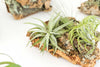 Large Cork Bark Display with 5 Tillandsia Air Plants & Waterproof Glue - About 10 X 16 Inches