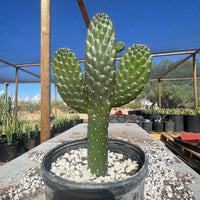Cowboy Prickly Pear Cactus Plant