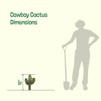 Cowboy Prickly Pear Cactus Plant