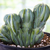 Myrtillocactus geometrizans Crested Blue Flame Cactus Plant