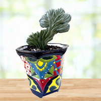Myrtillocactus geometrizans Crested Blue Flame Cactus Plant