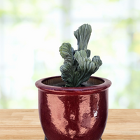 Myrtillocactus geometrizans Crested Blue Flame Cactus Plant