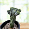 Myrtillocactus geometrizans Crested Blue Flame Cactus Plant