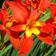 Crocosmia Corms - Jochem By Easy To Grow Bulbs