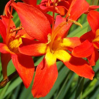 Crocosmia Corms - Jochem By Easy To Grow Bulbs