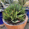 Aloe 'Crosby's Prolific', Hybrid Succulent Plant