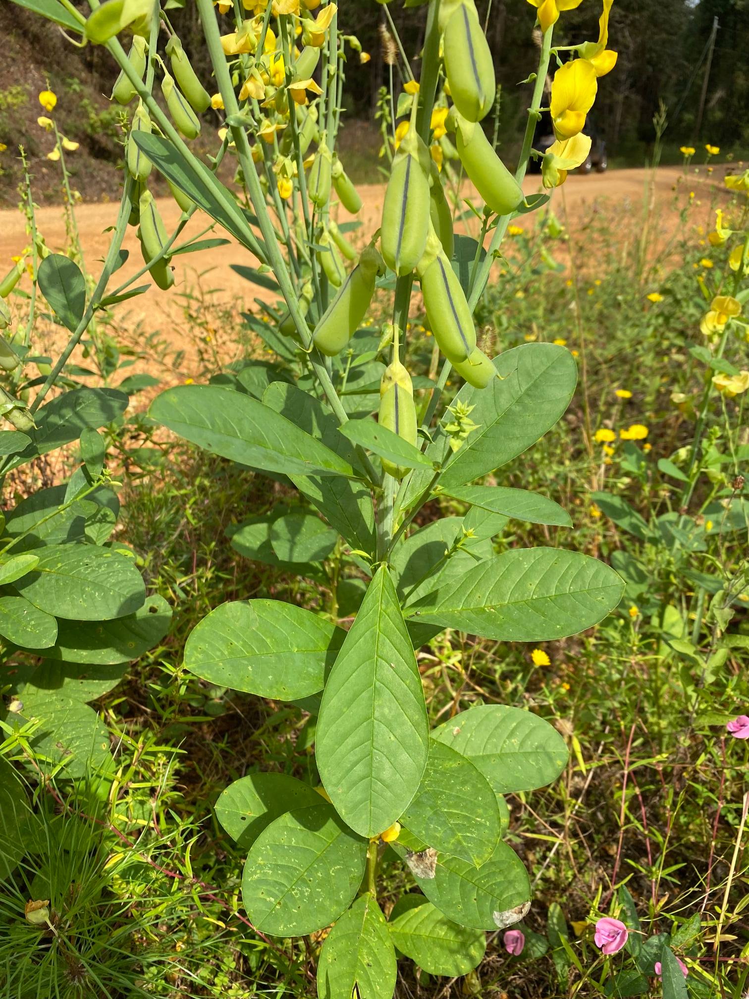 Crotalaria spectabilis 15 Seeds, Showy Rattlebox Rattlepod Flowering H ...