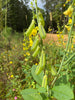 Crotalaria spectabilis 15 Seeds, Showy Rattlebox Rattlepod Flowering Herb