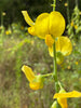 Crotalaria spectabilis 15 Seeds, Showy Rattlebox Rattlepod Flowering Herb