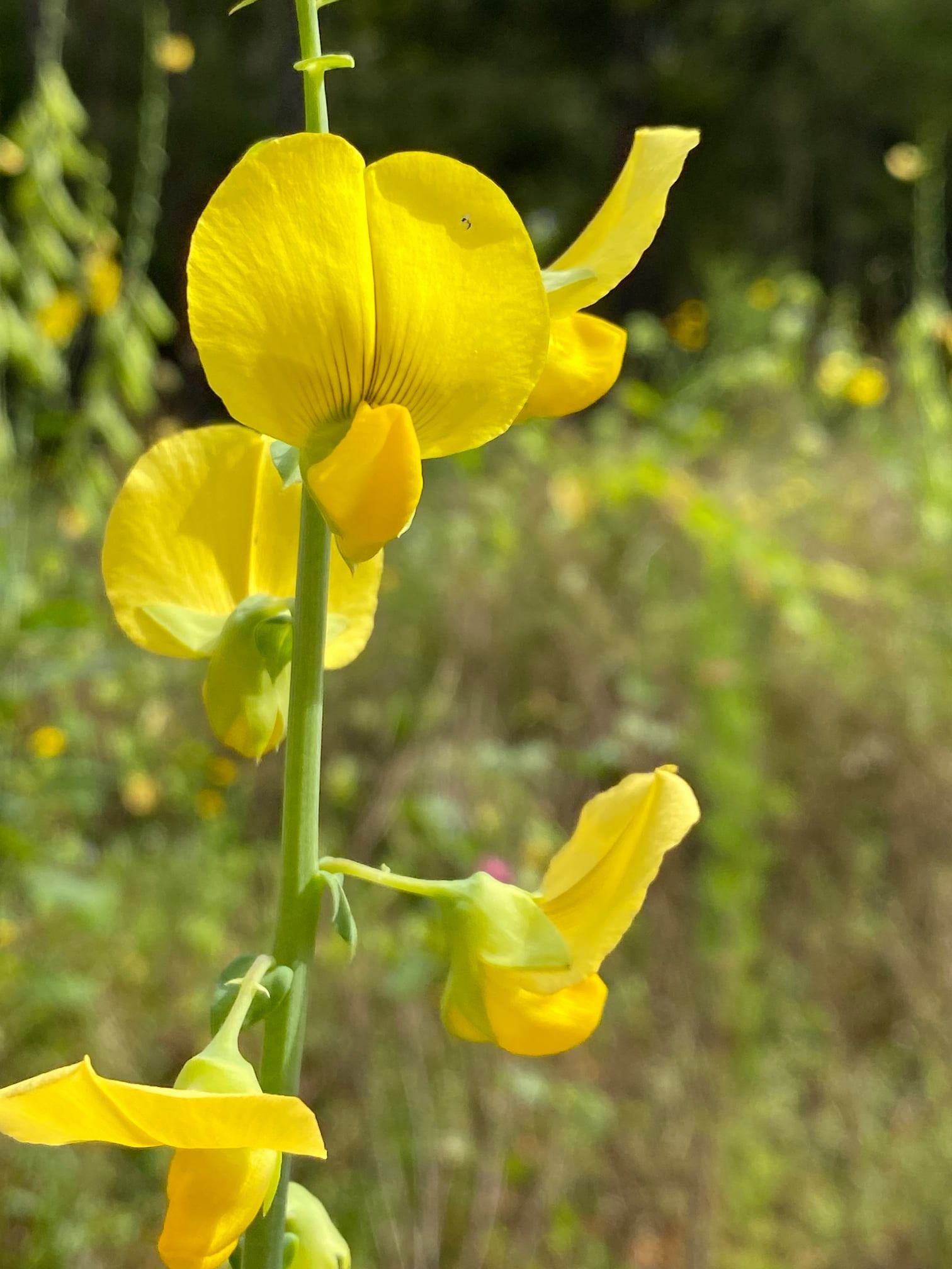 Snowy Rattlebox Crotalaria spectabilis 15 Seeds, Showy Rattlebox Rattlepod Flowering H ...
