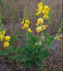 Crotalaria spectabilis 15 Seeds, Showy Rattlebox Rattlepod Flowering Herb