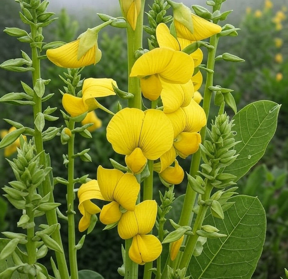 Yellow Rattlepod Crotalaria spectabilis 15 Seeds, Showy Rattlebox Rattlepod Flowering H ...