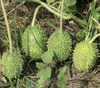 Cucumis Anguria Vine 30 Seeds, Edible Maroon Cucumber West Indian Gherkin