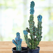 Cereus Peruvianus var. Monstrosus, Curiosity Cactus Plant
