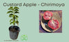 Red Custard Apple, Chirimoya Live Tree