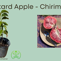 Red Custard Apple, Chirimoya Live Tree